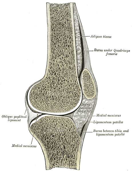 Rodilla